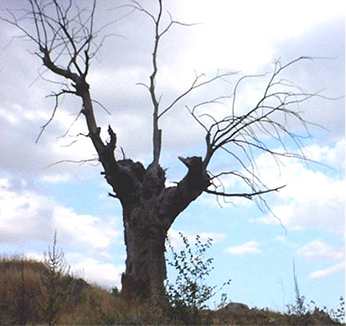 20060329121520-arbolsanto.jpg
