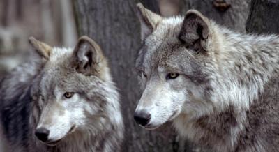 20081211112645-animales-salvajes-2.jpg